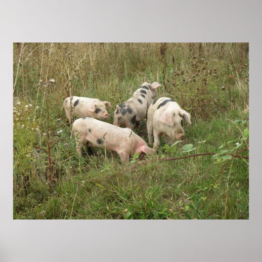 Schweine in einem Feldposter Poster (Vorne)