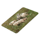 Schweine in einem Feldprämienmagazin Magnet (Linke Seite)