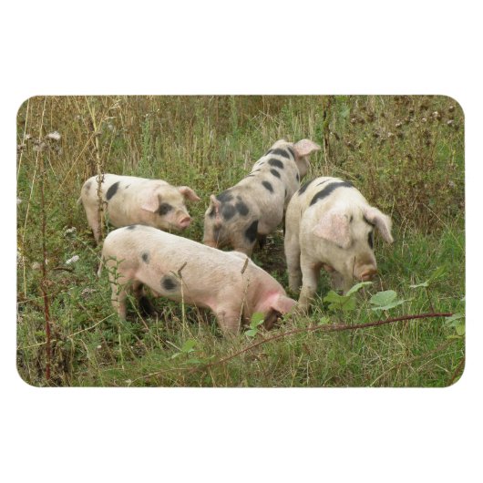 Schweine in einem Feldprämienmagazin Magnet (Horizontal)