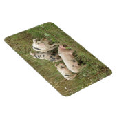 Schweine in einem Feldprämienmagazin Magnet (Rechte Seite)