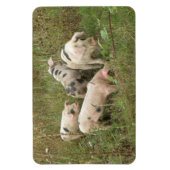 Schweine in einem Feldprämienmagazin Magnet (Vertikal)