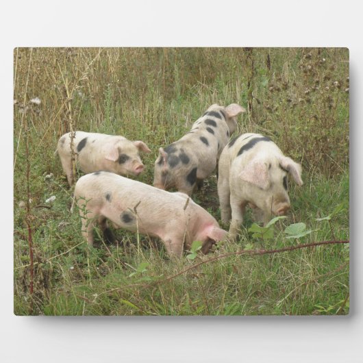 Schweine in einer Feldebene Fotoplatte (Vorderseite)