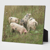 Schweine in einer Feldebene Fotoplatte (Seite)