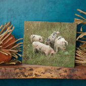 Schweine in einer Feldebene Fotoplatte (Seite)