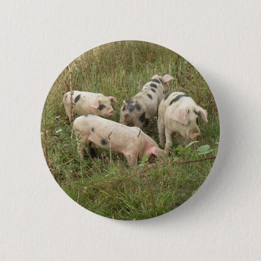 Schweine in einer Feldschaltfläche Button (Vorderseite)