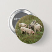 Schweine in einer Feldschaltfläche Button (Vorne & Hinten)