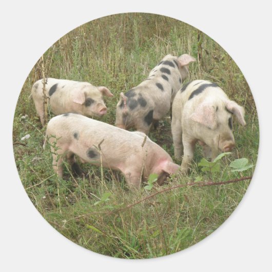 Schweine in Feldaufklebern Runder Aufkleber (Vorderseite)