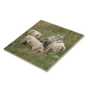 Schweine in Feldflaschen Fliese (Seite)