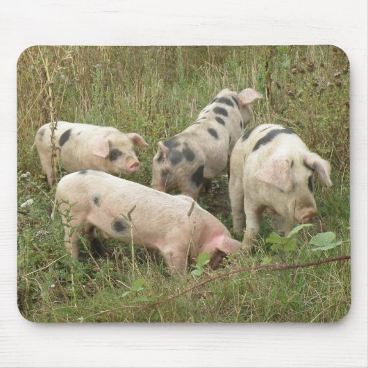 Schweine in Feldmousepad Mousepad (Vorne)