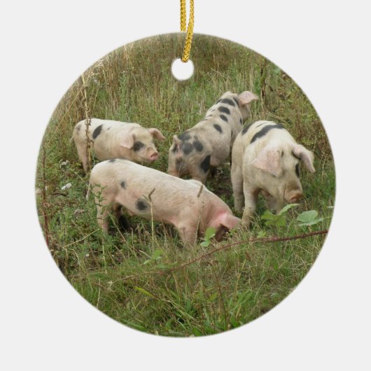 Schweine in Feldschmuck Keramikornament (Vorne)