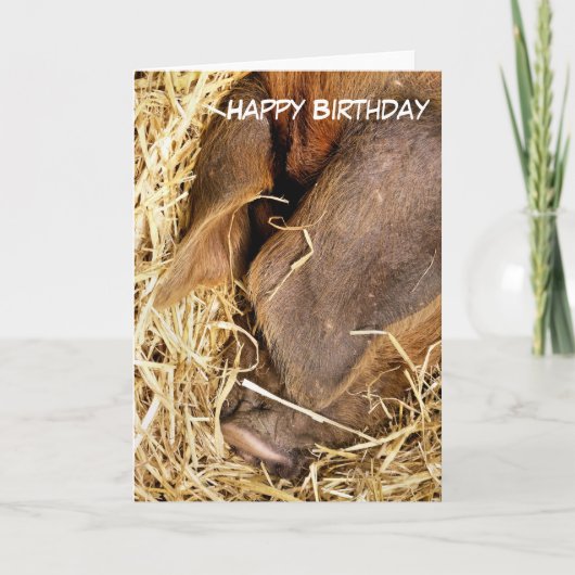 SCHWEINE KARTE (Vorderseite)