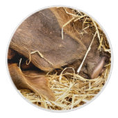 SCHWEINE KERAMIKKNAUF (Vorderseite)