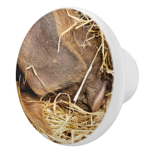 SCHWEINE KERAMIKKNAUF (Rechts)