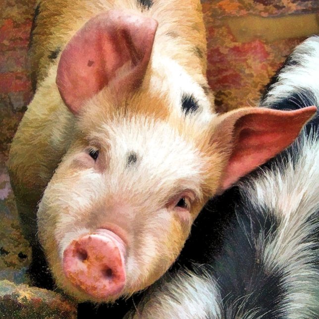 SCHWEINE KISSEN (Von Creator hochgeladen)