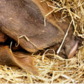 SCHWEINE LEINWANDDRUCK