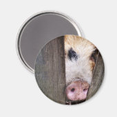 SCHWEINE MAGNET (Vorderseite/Rückseite)