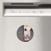 SCHWEINE MAGNET (In Situ (Geschirrspüler))