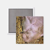 SCHWEINE MAGNET (Vorderseite/Rückseite)