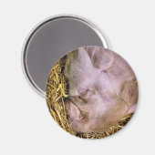 SCHWEINE MAGNET (Vorderseite/Rückseite)