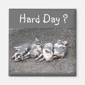 Schweine Magnet (Vorne)