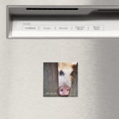 SCHWEINE MAGNET (In Situ (Geschirrspüler))