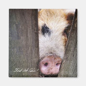 SCHWEINE MAGNET (Vorne)