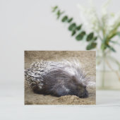 Schweine mit Mopp mit großem Haar auf Kopf Postkarte (Stehend Vorderseite)