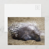 Schweine mit Mopp mit großem Haar auf Kopf Postkarte (Vorne/Hinten)