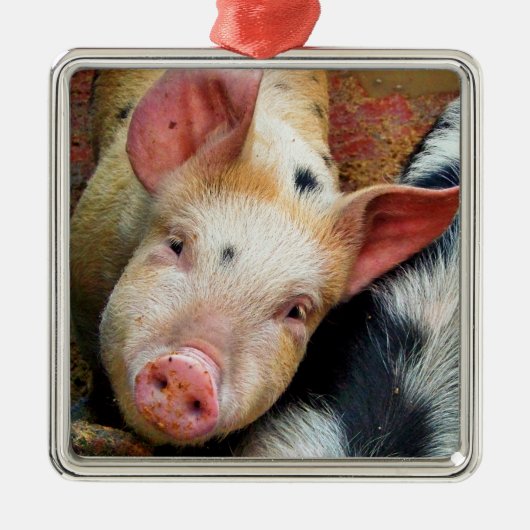 SCHWEINE ORNAMENT AUS METALL (Vorne)