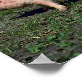 Schweine Poster (Ecke)