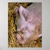 SCHWEINE POSTER (Vorne)