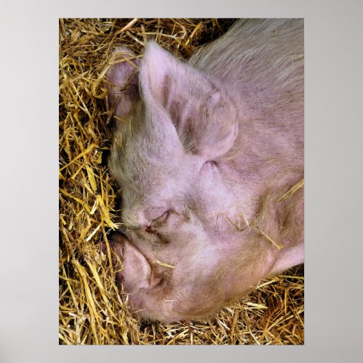 SCHWEINE POSTER (Vorne)