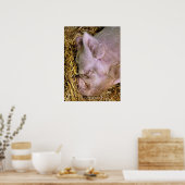 SCHWEINE POSTER (Küche)