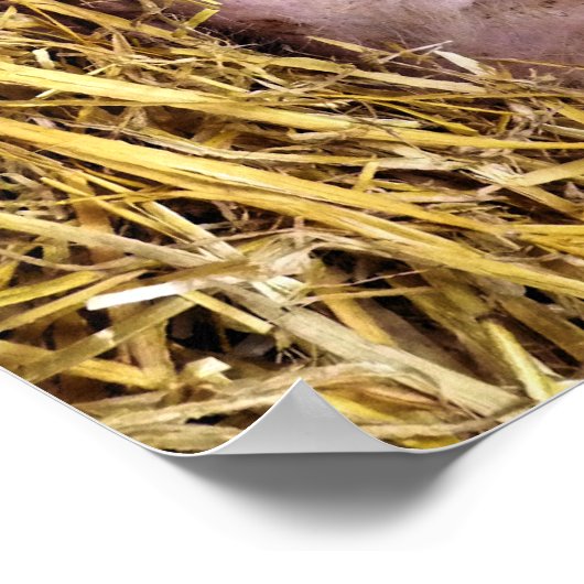 SCHWEINE POSTER (Ecke)