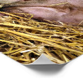 SCHWEINE POSTER (Ecke)