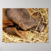 SCHWEINE POSTER (Vorne)