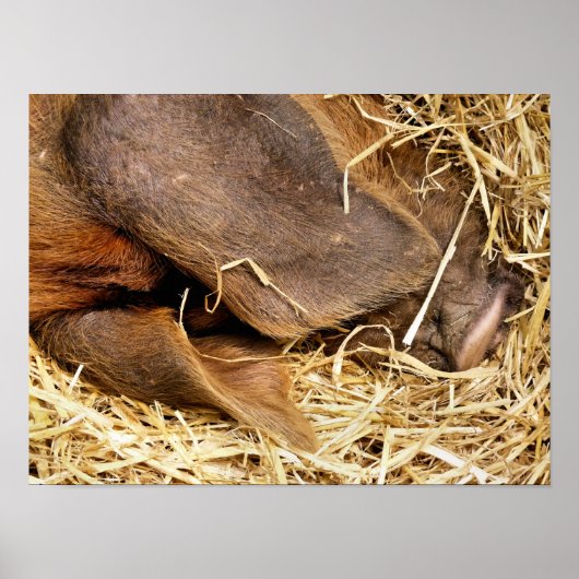 SCHWEINE POSTER (Vorne)