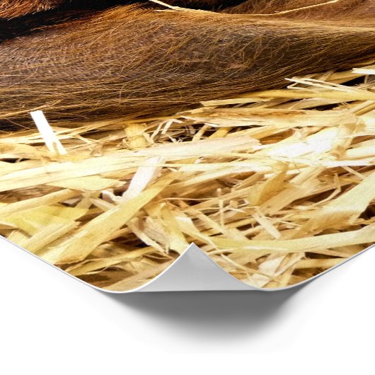 SCHWEINE POSTER (Ecke)