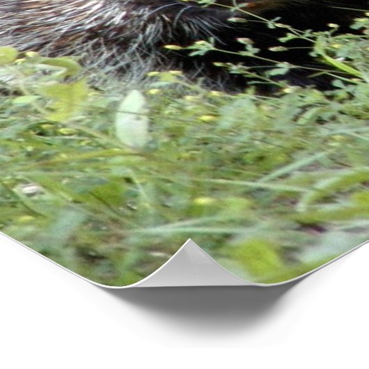 Schweine Poster (Ecke)