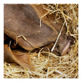 SCHWEINE POSTER (Vorderseite)