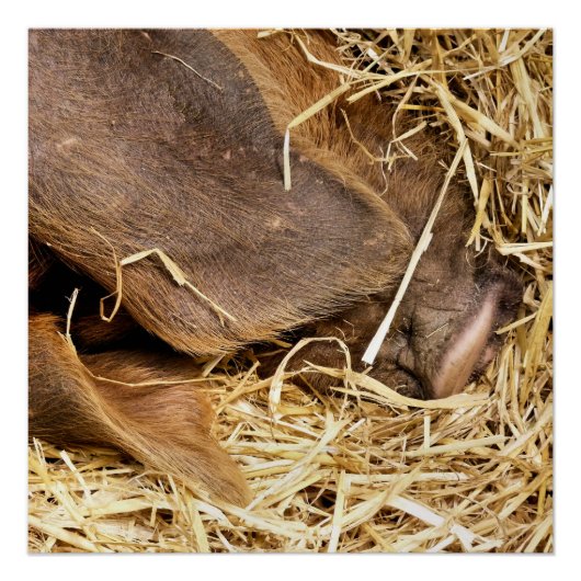 SCHWEINE POSTER (Vorderseite)