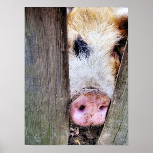 SCHWEINE POSTER