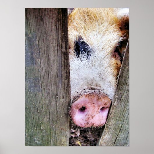 SCHWEINE POSTER (Vorne)