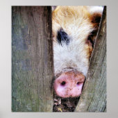 SCHWEINE POSTER (Vorne)