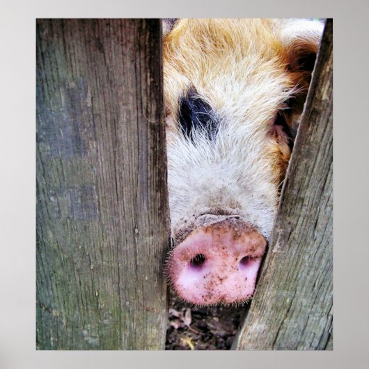 SCHWEINE POSTER (Vorne)