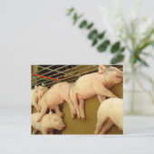 Schweine - Postkarte (Stehend Vorderseite)