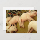 Schweine - Postkarte (Vorne/Hinten)