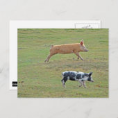 Schweine Postkarte (Vorne/Hinten)