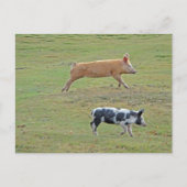 Schweine Postkarte (Vorderseite)