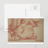 Schweine Postkarte (Vorne/Hinten)